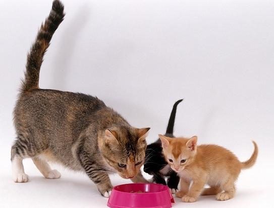 Πληροφορίες για τα κατοικίδια ζώα: πώς και τι να τροφοδοτήσουν γάτες που θηλάζουν