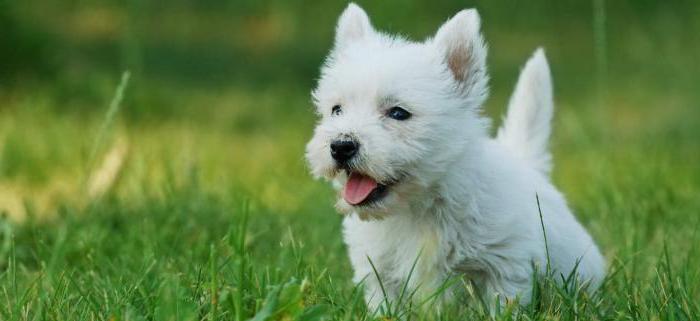 West Highland White Terrier - φυλή σκυλιών από τη διαφήμιση 