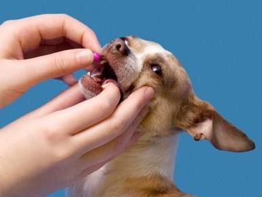 Κτηνιατρικό φάρμακο Ovariovit: οδηγίες χρήσης
