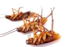 Πώς να ασχοληθεί με τις κατσαρίδες σε μια λαϊκή θεραπεία διαμέρισμα; Καλή συμβουλή