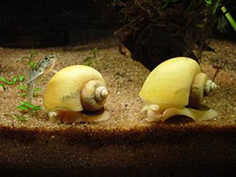 Πώς μεγαλώνουν τα σαλιγκάρια; Είδη οικιακών σαλιγκαριών