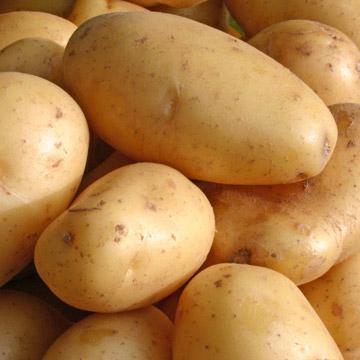 Πατάτα βατόμουρου - είδη και κανόνες περίθαλψης