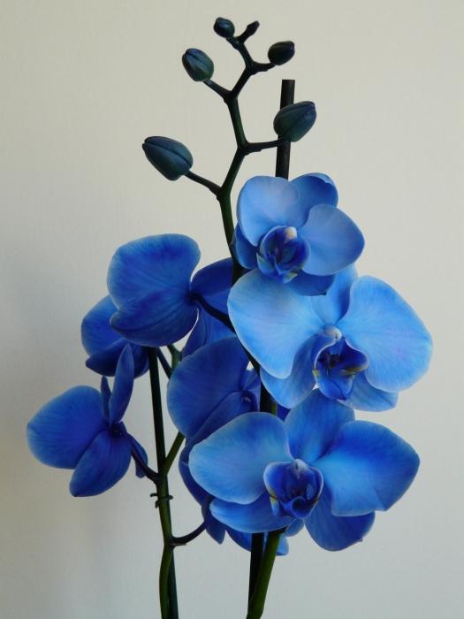 Orchid μπλε - υπερπόντια ομορφιά