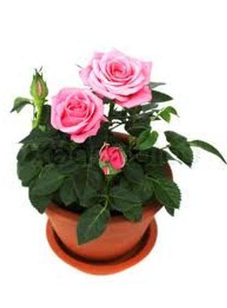 Ροζ λουλούδι. Συντήρηση και φροντίδα στο σπίτι