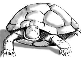 Πώς να σχεδιάσετε μια χελώνα: μια βήμα-προς-βήμα οδηγίες για αρχάριους