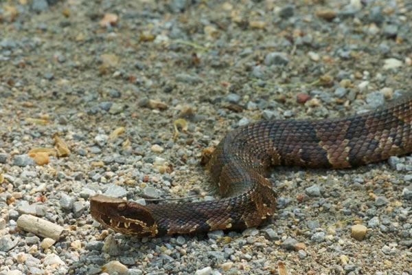 Ποια είναι τα φίδια που φοβούνται και πώς να αποφύγουν το δάγκωμα τους;